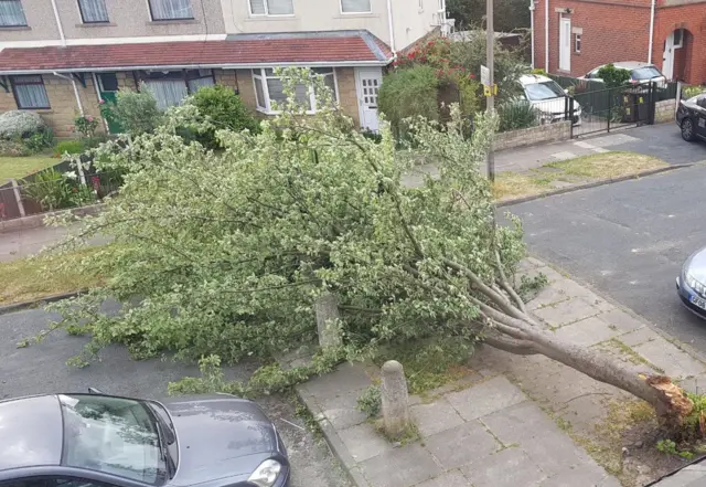 Tree down