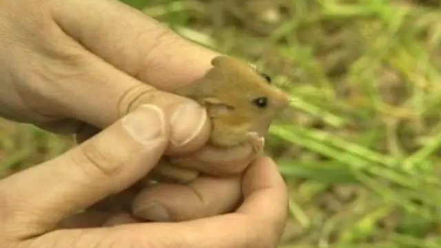 Dormouse