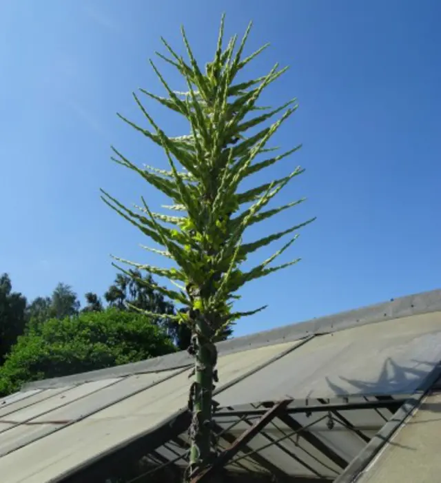 Puya chilensis