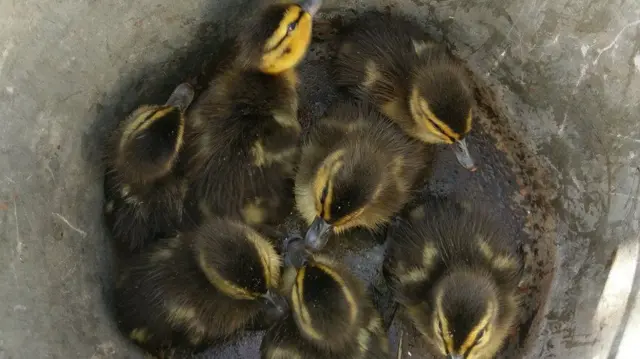 The rescued ducklings