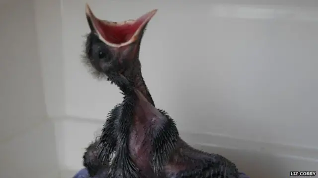 Chough chick