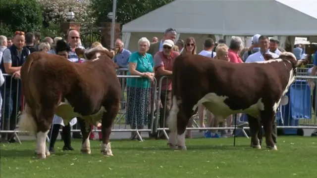 Cows at this year's event