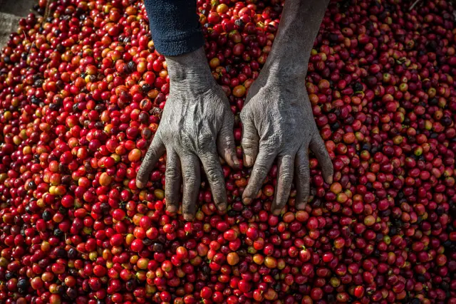 Pickers remove unripe or overripe coffee beans and foreign debris from their daily harvest to prepare it for weighing at the Mubuyu Farm, Zambia. Mubuyu farm is the largest producer of coffee in Zambia and the only private one.