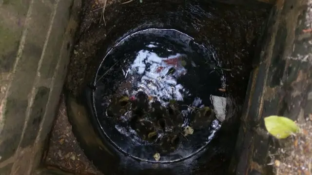 Ducklings in drain