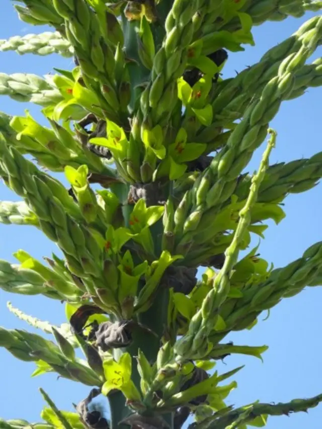 Puya chilensis