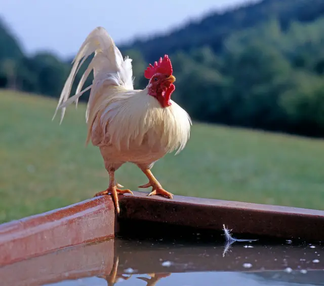 A chicken sands next to a water trough