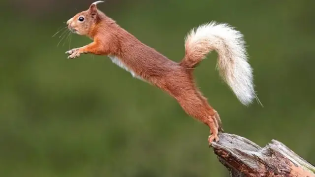 The red squirrel has been put on the first "red list" for UK wild mammals