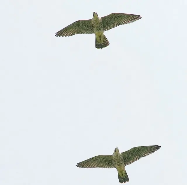 Peregrines