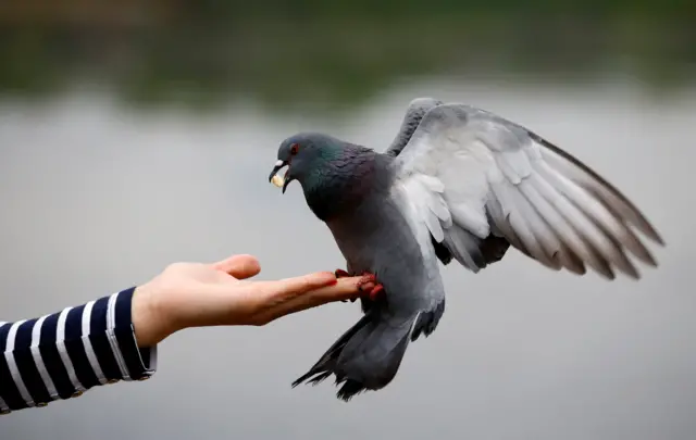 Pigeon