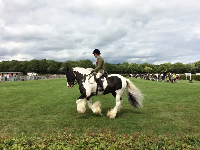 Horse in show ring