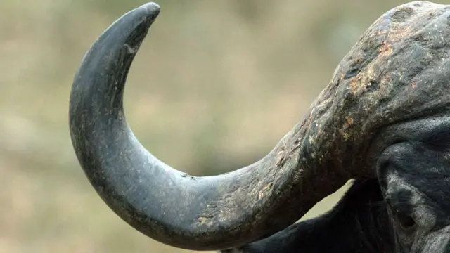 African buffalo in South Africa