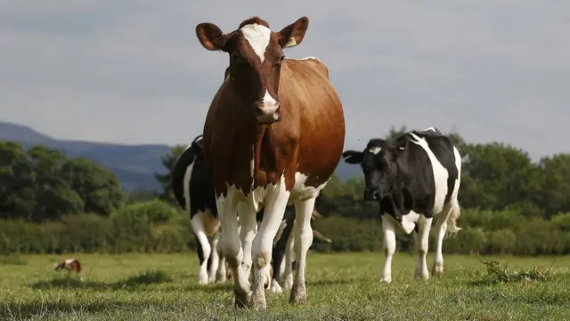 Dairy farm cows