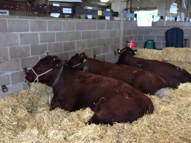 Cows on straw bed