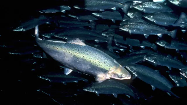 Pink salmon fish swimming in water