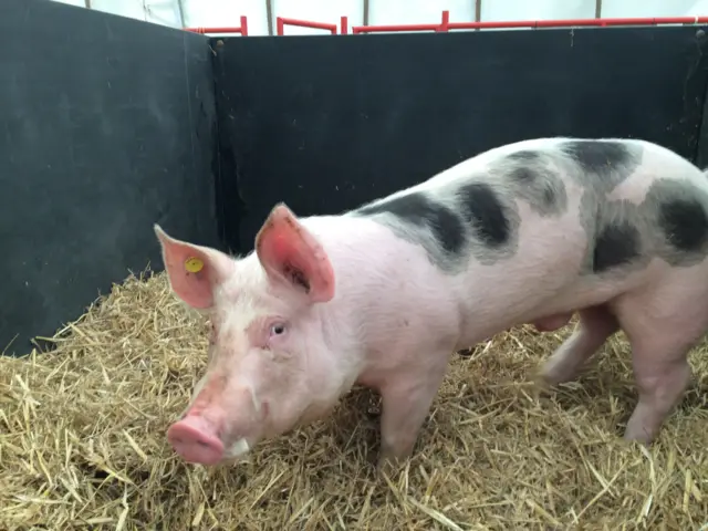 Lincolnshire show