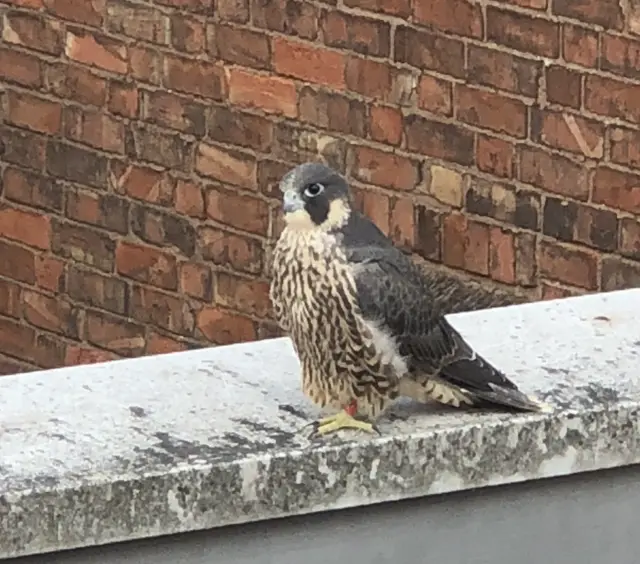 peregrine falcon