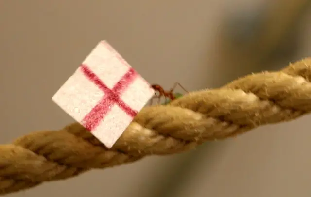 Ant holding an England flag