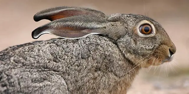 A scrub hare