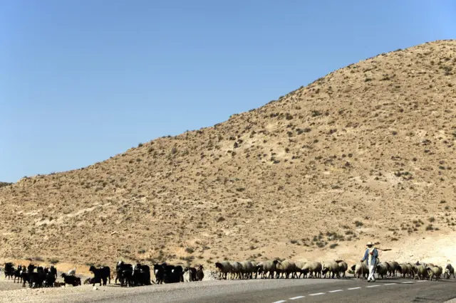 Shepherd driving a herd near Toujane village, Toujane, Tunisia.