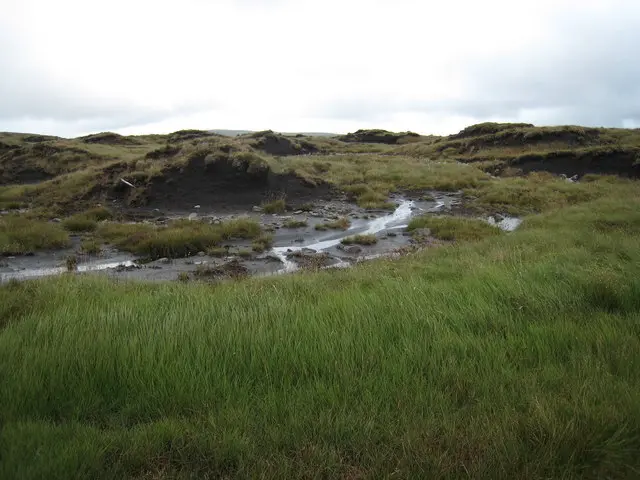 A peat bog