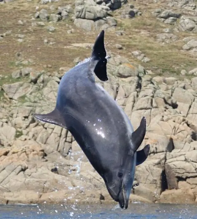 Dolphin jumping