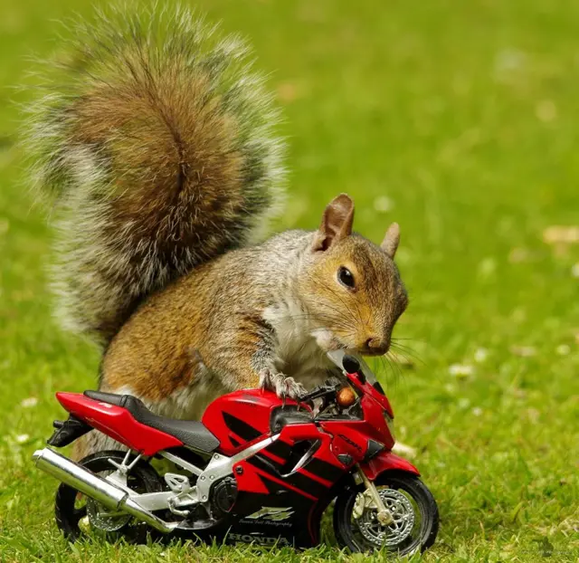 Squirrel on bike