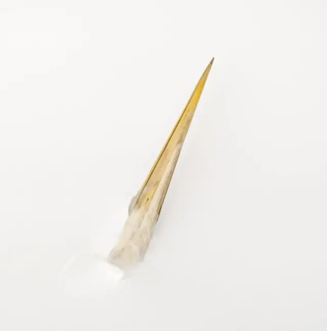 Polly Morgan - Lover, You Should've Come Over (Jeff Buckley)