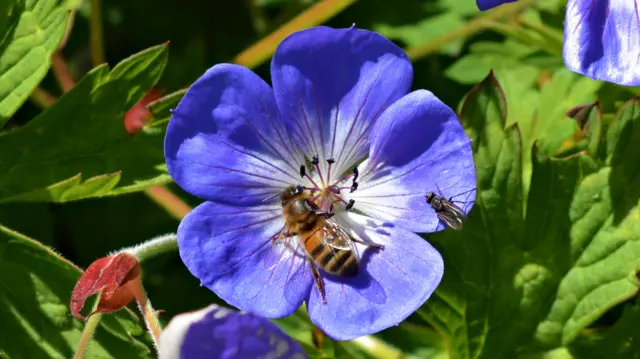 Bee and fly on flower at