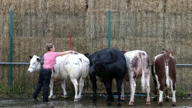 Sarah Priestley from Carlisle cleans her cattle ahead of the show