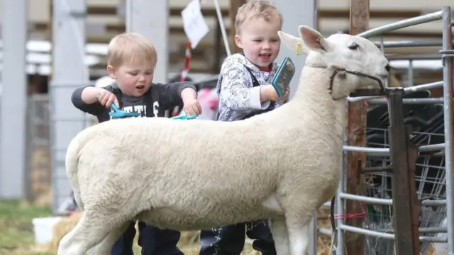 Patrick Dodsworth, aged two, and four-year-old brother Freddie, from Cumbria, with their North County Cheviot sheep