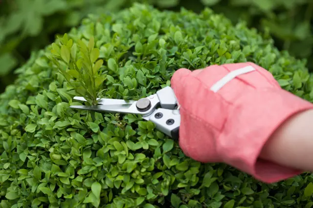 hedge trimming