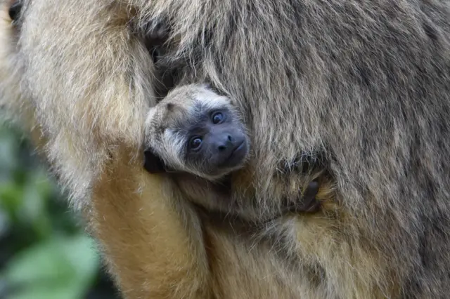 baby howler monkey and mother