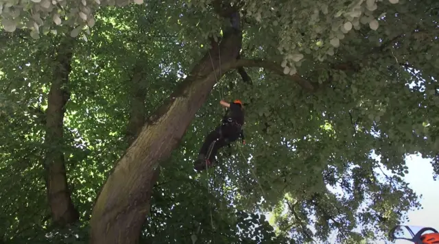 Tree climbing at Askham Bryan College