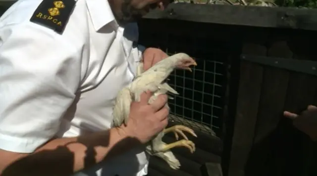 RSCPA rescuing a cock