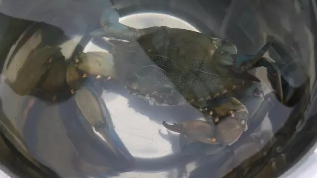 Crab in bowl