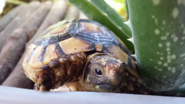 Corbiere the tortoise