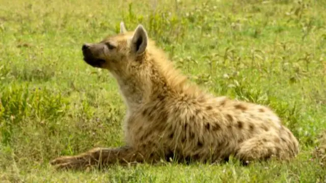 A hyena in Tanzania