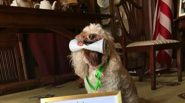 Daisy with can in mouth