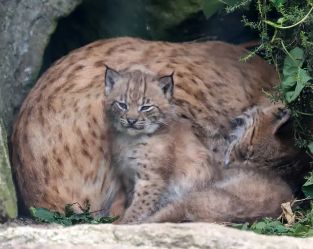 Two lynx kittens at Newquay Zoo