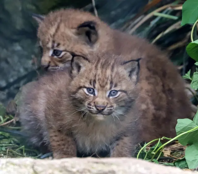 Two lynx kittens at Newquay Zoo