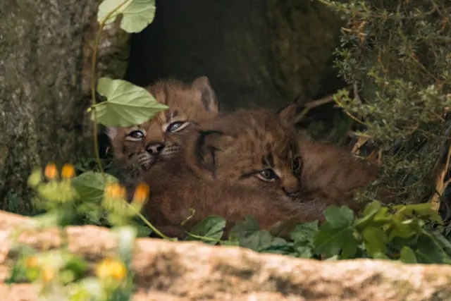 Two lynx kittens at Newquay Zoo