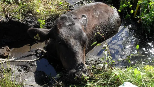 The bullock in ditch