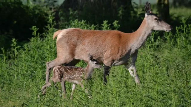 A fawn and its mother at Temple Newsam