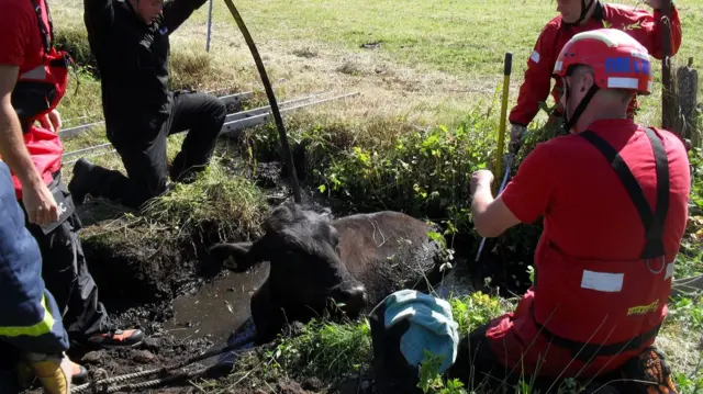 The bullock being rescued