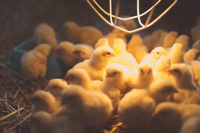 Chicks gathered under a heater