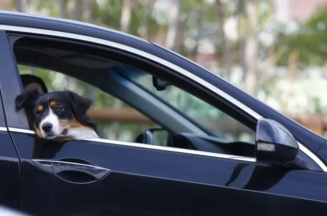 Dog in a car