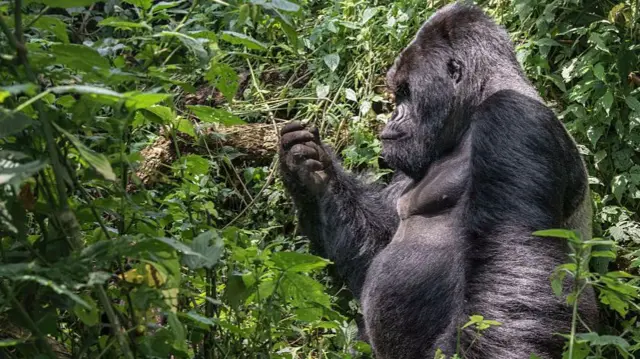 A gorilla in Virunga National Park, DR Congo