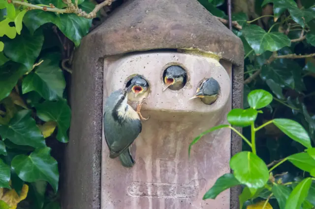 Nuthatch birds and chicks