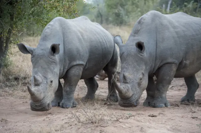 White rhinoceros or square-lipped rhinoceros (Ceratotherium simum) in the Sabi Sands Game Reserve adjacent to the Kruger National Park in South Africa are the second largest land mammals in the world