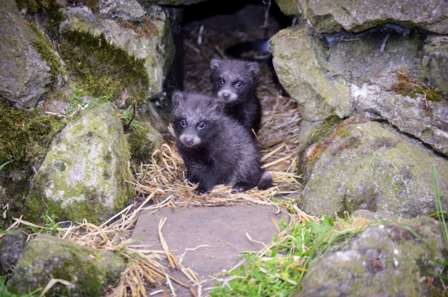 raccoon dog puppies